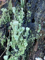 Cladonia grayi