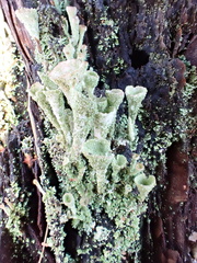 Cladonia grayi
