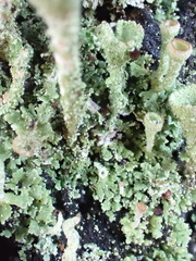 Cladonia grayi