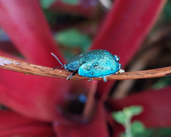 Cyrtonota thalassina