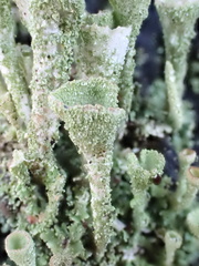Cladonia grayi