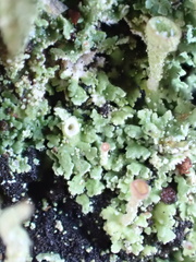 Cladonia grayi