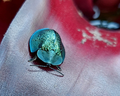 Cyrtonota thalassina