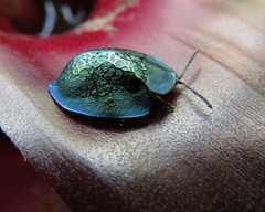 Cyrtonota thalassina