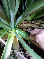 Dendropsophus sanborni