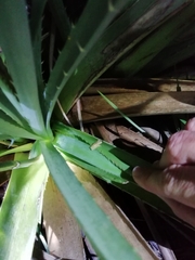 Dendropsophus sanborni