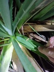 Dendropsophus sanborni