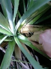 Dendropsophus sanborni