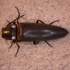 Ignelater havaniensis