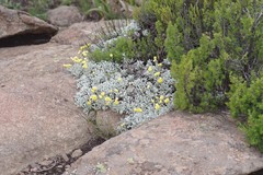 Helichrysum argyrophyllum