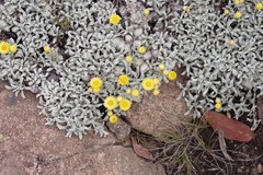 Helichrysum argyrophyllum