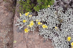 Helichrysum argyrophyllum