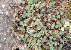 Psammotropha mucronata mucronata
