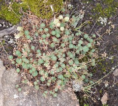 Psammotropha mucronata mucronata