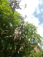 Battus polydamas polydamas