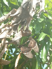 Battus polydamas polydamas