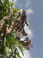 Battus polydamas polydamas