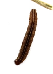 Apamea verbascoides