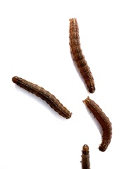 Apamea verbascoides
