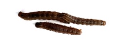 Apamea verbascoides