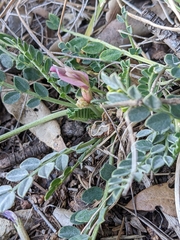 Astragalus incanus