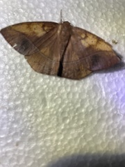 Paragonia cruraria