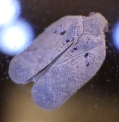 Melormenis basalis