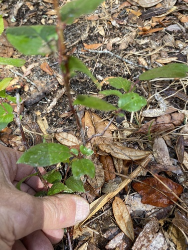 Viburnum rufidulum image