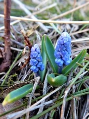 Muscari azureum