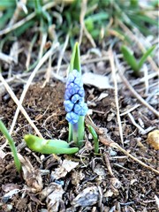 Muscari azureum