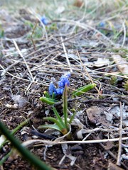 Muscari azureum