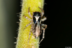 Maeota dichrura