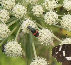 Trichodes ircutensis