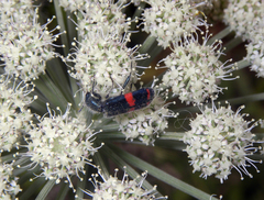 Trichodes ircutensis