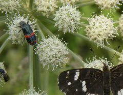 Trichodes ircutensis