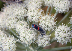 Trichodes ircutensis