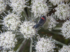 Trichodes ircutensis
