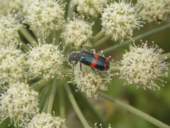 Trichodes ircutensis