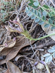 Astragalus incanus
