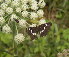 Trichodes ircutensis