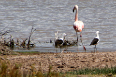 Recurvirostra andina