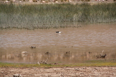 Recurvirostra andina