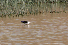 Recurvirostra andina