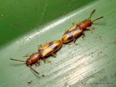 Cryptamorpha desjardinsi