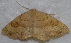 Semaeopus gracilata