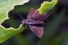 Aeromachus