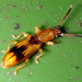 Desjardins's Flat Beetle - Photo (c) Phil Bendle, some rights reserved (CC BY-NC), uploaded by Phil Bendle