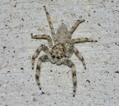 Platycryptus