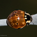 Flying Saucer Lady Beetle - Photo (c) Glenn Fine, some rights reserved (CC BY-NC), uploaded by Glenn Fine