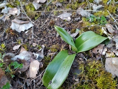 Himantoglossum hircinum